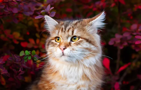 Cat, cat, face, branches, nature, kitty, foliage, portrait