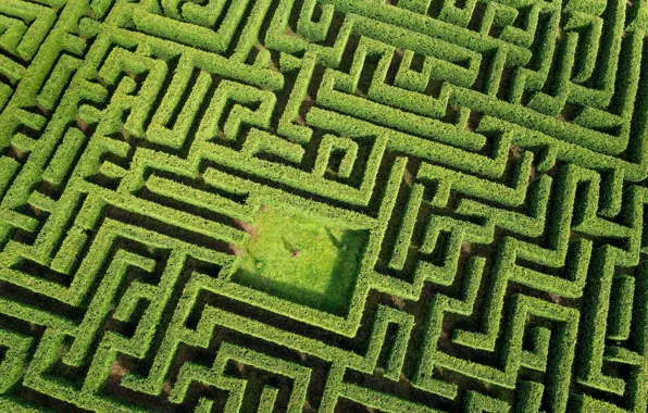 Picture green, labyrinth, plants, person