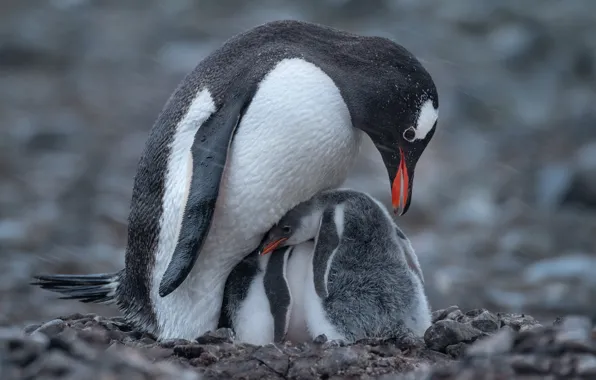 Snow, birds, penguins, chick, bokeh, Antarctica, penguin, Mike Reifman