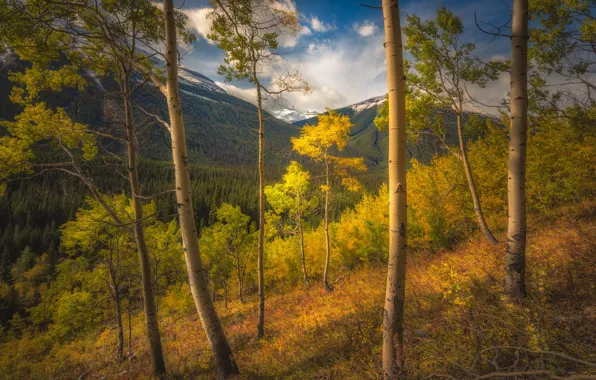 Autumn, forest, the sky, clouds, trees, mountains, branches, trunks