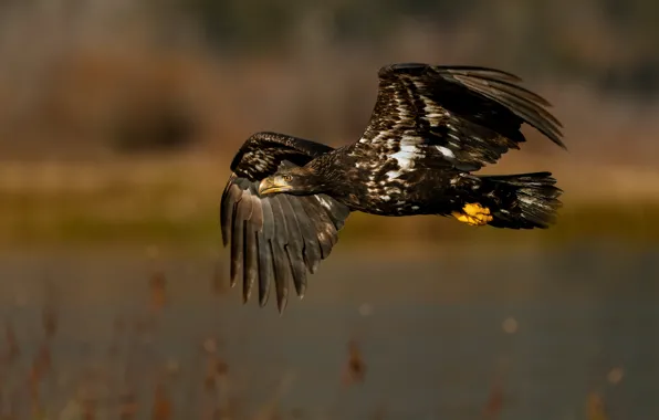 Flight, bird, eagle, eagle, flies, pond, predatory, over the water