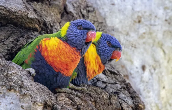 Rainbow Lorikeets, Woodlands Historic Park, Greenvale
