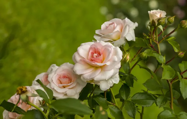 Roses, a number, buds