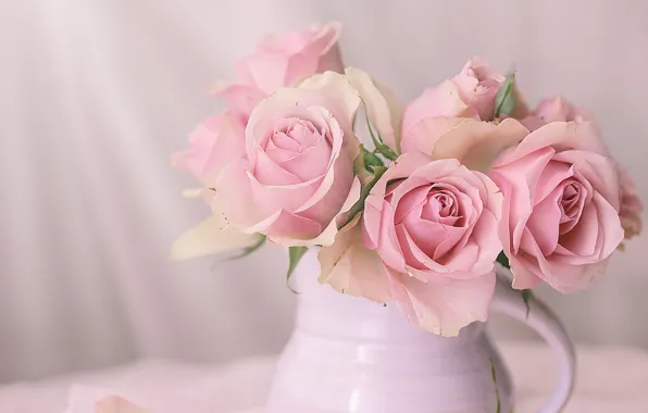 Picture roses, pink, pitcher, still life