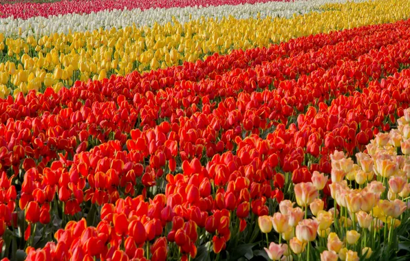 Flowers, spring, yellow, tulips, red, a lot, the ranks, plantation