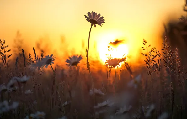 Picture summer, chamomile, sunset