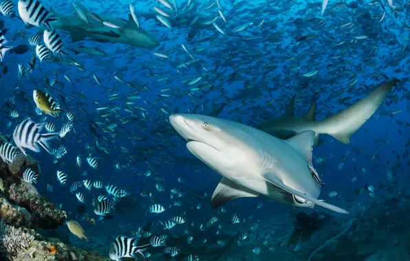 Sea, water, fish, shark, underwater world, swimming, cant