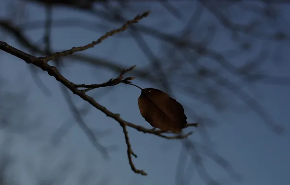 Picture autumn, macro, sheet, shadow, branch, twilight