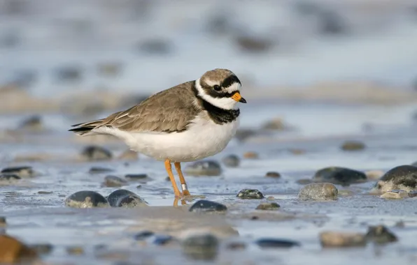 Nature, stones, bird