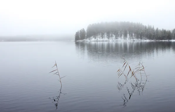 Winter, forest, lake, Winter Lake
