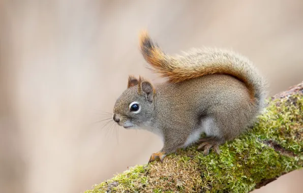 Picture look, trees, branches, pose, grey, background, moss, protein