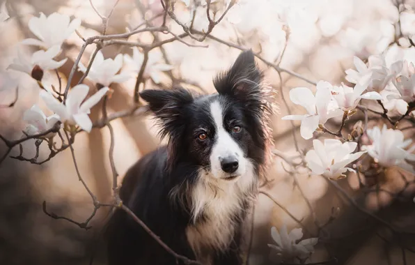 Picture look, face, branches, dog, flowering, flowers, Magnolia, The border collie