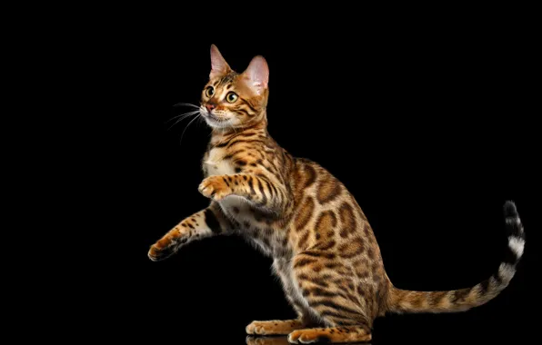 Picture cat, black background, cat