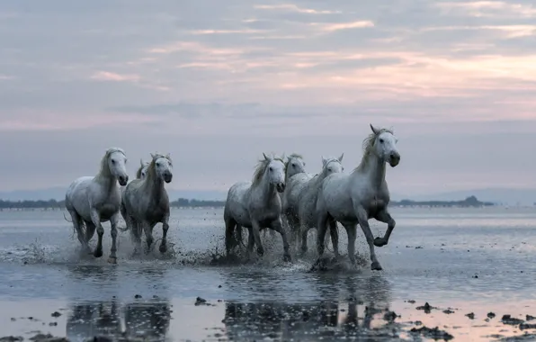 Nature, river, horse
