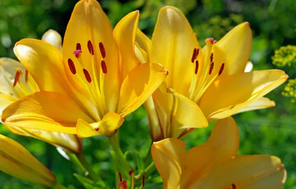 Summer, flowers, nature, Lily, beauty, plants, stamens, pistils