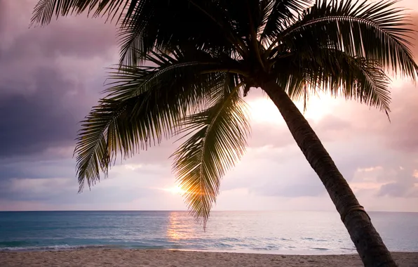 Picture sea, the sky, clouds, sunset, palm trees