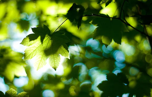 Forest, summer, leaves, light, trees, nature, foliage, day