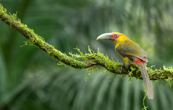 Bird, moss, branch, Toucan