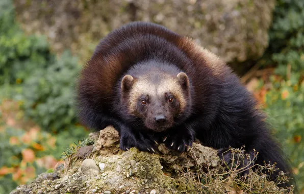 Look, face, background, beast, sitting, wildlife, Wolverine, hill