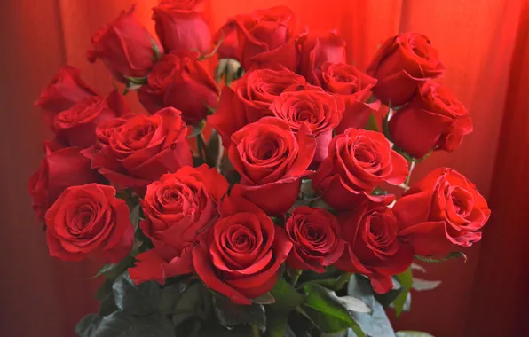 Picture leaves, roses, bouquet, red, buds, closeup