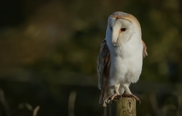Picture background, owl, bird, the barn owl