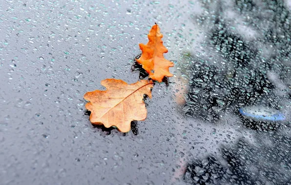 Picture WATER, DROPS, GLASS, LEAVES, RAIN, AUTUMN
