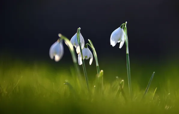Picture light, flowers, the dark background, glade, spring, snowdrops
