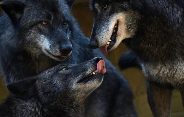 Predators, pack, wolves