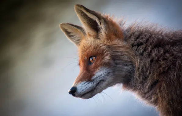 Picture look, animal, head, Fox, profile, Fox