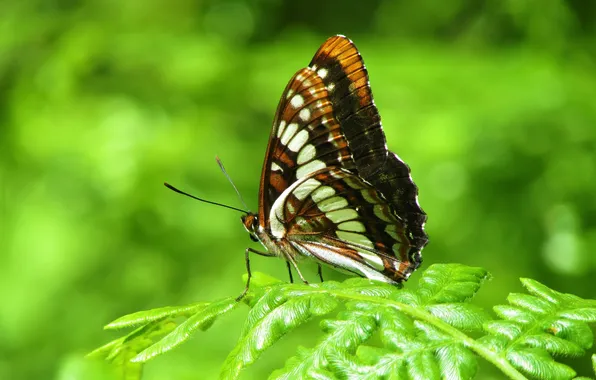 Picture leaves, microsemi, butterfly, wings, insect, beautiful, closeup