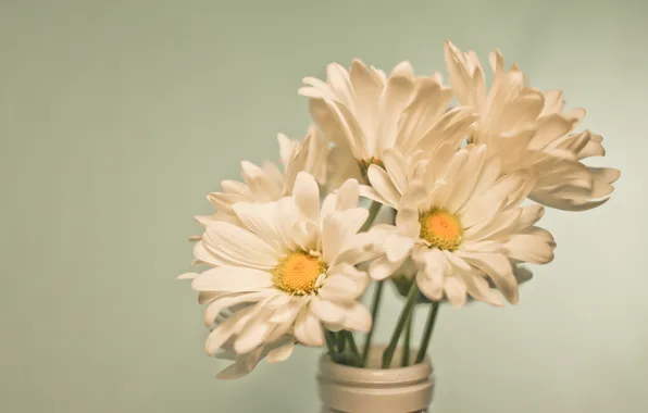 Picture flowers, background, chamomile