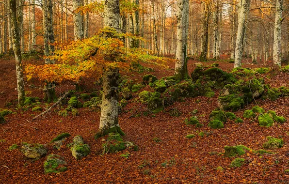 Autumn, forest, trees, moss, Spain, Navarre