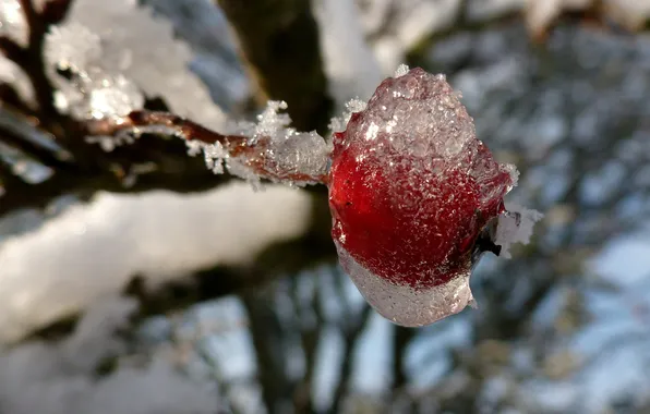 Cold, ice, winter, frost, branch, berry, red, berry