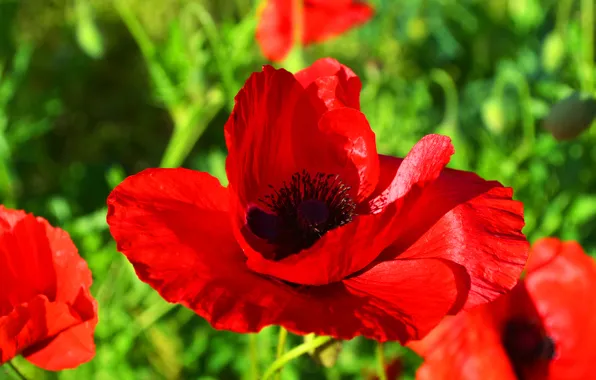 Greens, summer, red, Mac, Flower, day