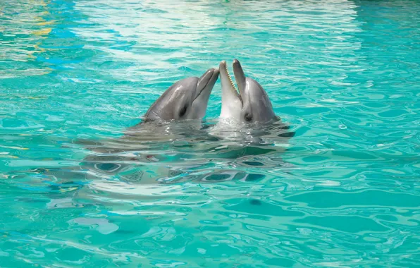 Love, The game, Pair, Dolphins