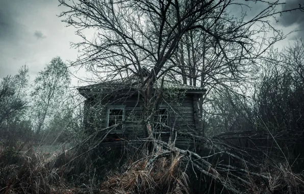 House, tree, the darkness