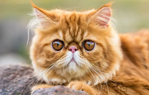 Cat, cat, look, stones, portrait, red, lies, face