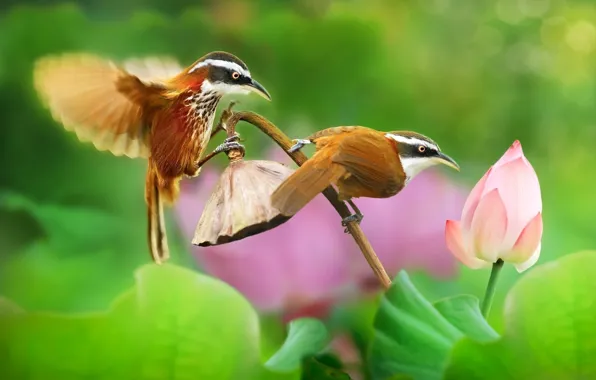 Greens, summer, flowers, nature, background, bird, pair, bokeh