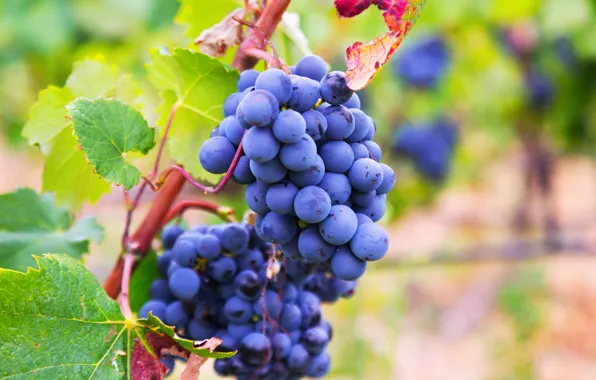 Leaves, branches, nature, Bush, grapes, bunch