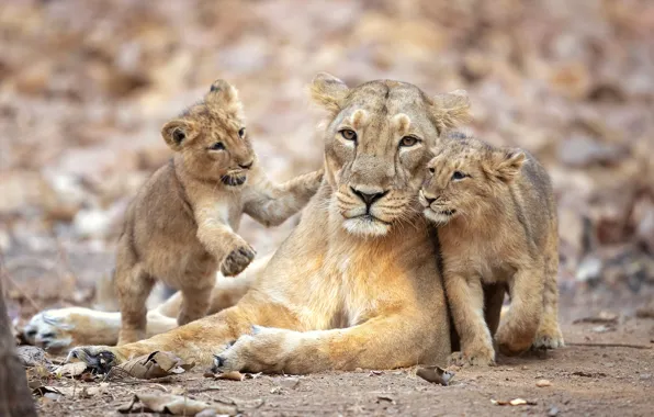 The cubs, lioness, pride, lioness, pride, Milan Zygmunt, lion cubs