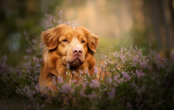 Picture look, face, dog, bokeh, Heather, Nova Scotia duck tolling Retriever