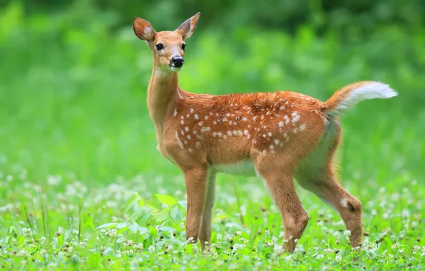 Picture grass, deer, fawn, white-tailed