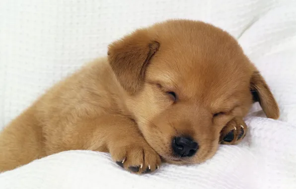 Picture puppy, Doggie, fast asleep, tired
