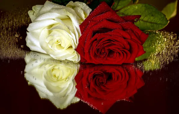 Picture drops, roses, different