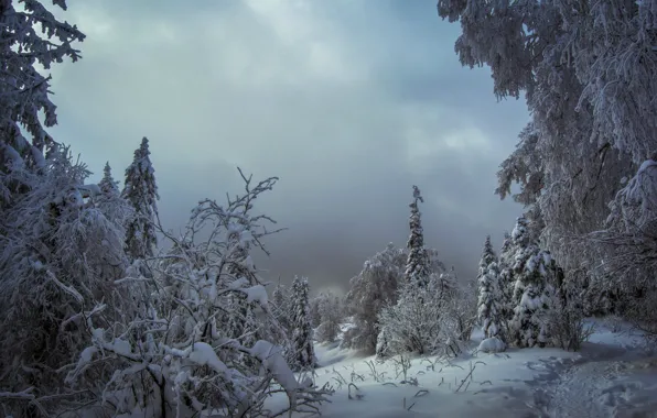 Picture winter, snow, trees, trail, the snow