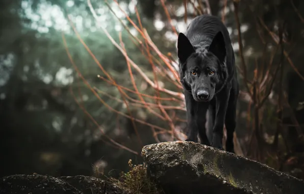 Forest, look, nature, dog