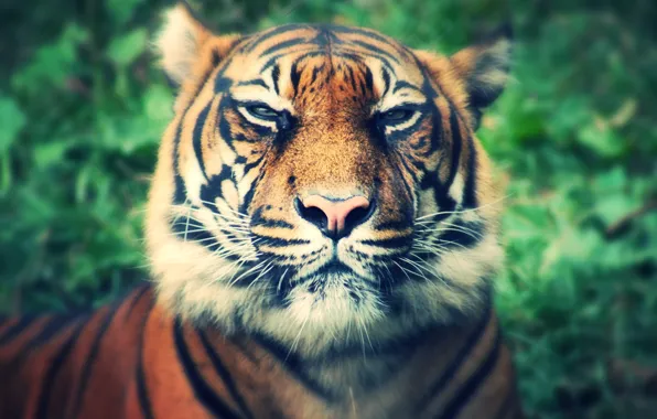 Cat, eyes, mustache, look, tiger, background, predator