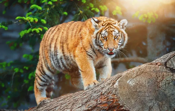 Picture look, light, trees, tiger, pose, log, needles, tiger