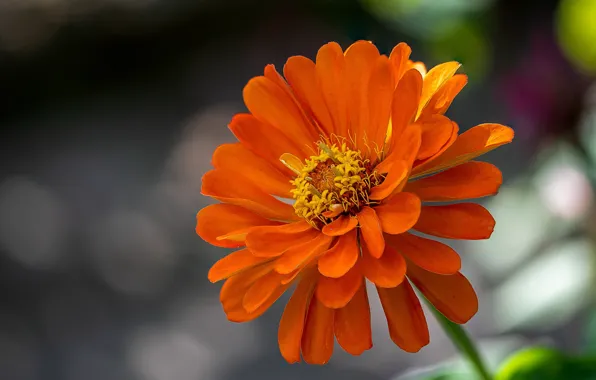 Flowers, bokeh, zinnia