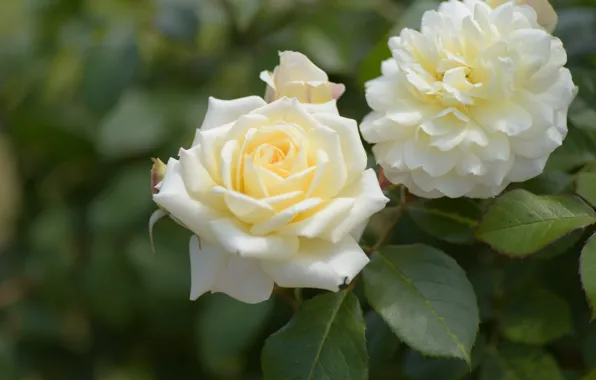 Leaves, flowers, two, roses, branch, white, Duo, bokeh